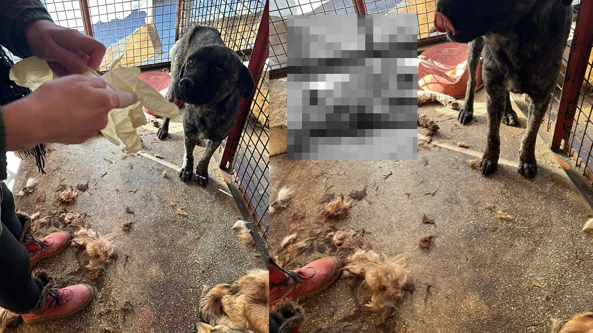 SON DAKİKA… CHP’li Mamak Belediyesi’nin hayvan barınağında skandal: Aç bırakılan köpekler birbirini parçaladı!
